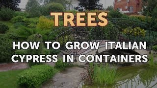 How to Grow Italian Cypress in Containers [upl. by Ahcorb]