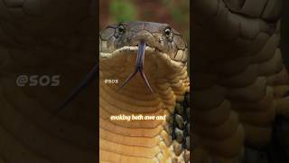 The worlds largest venomous snake that can knockdown even an Elephant  Boss Of Snakes KingCobra😱 [upl. by Spanjian]