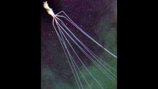 Most Amazing Deep Sea Creatures Part 3 [upl. by Wivinah]