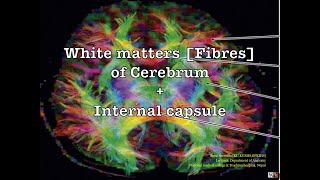 FREE ANATOMY NOTES White matters of cerebrum including internal capsule Anatomy Shortcut [upl. by Noneek]