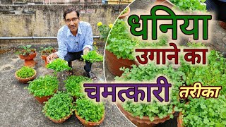 धनिया उगाने का चमत्कारी तरीका देखिए  New technique in Coriander or Cilantro growing at home [upl. by Rebeca851]