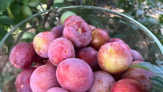 Methley Plum Harvest  Year 3 May 15 2024 [upl. by Llegna]