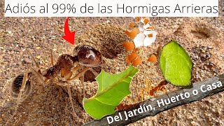 Elimina el 99 de las Hormigas Arrieras 🐜 con Cascara de huevo muy Efectivo Acaba con las Hormigas [upl. by Rhyne]