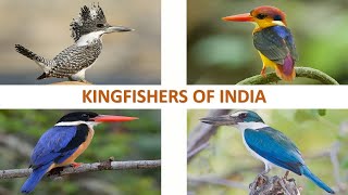 Kingfishers of India 🇮🇳  Birds  Indian Birds [upl. by Adnawahs156]