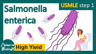 Salmonellosis Salmonella typhi  pathology of salmonella typhi  treatment  USMLE [upl. by Asiul4]