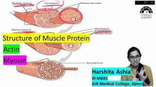 A2 Biology  Muscle Structure Actin and Myosin [upl. by Eirised]