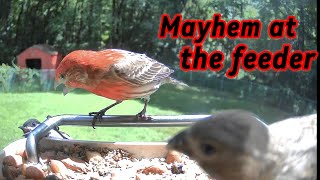 Bird compilation part 2 mayhem at the feeder [upl. by Maxama]