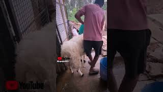 2024 batch sold amingad sheep TAGARU shorts youtubeshorts sheep fighter [upl. by Effie]