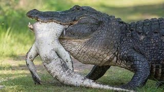 TWOYEAROLD BOY ATTACKED BY ALLIGATOR near Disney hotel in Florida [upl. by Whetstone]