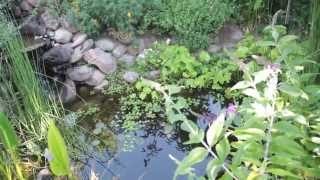 Permaculture Garden  6 Reasons To Have a Pond [upl. by Nerret728]