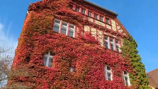 Goldener Oktober 2024  BotanischerGarten Berlin Teil 2 [upl. by Frissell]