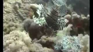 Egypt  Thislgorm  Red Sea [upl. by Yemrots]