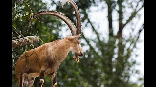 Semien Mountains National Park ethiopia  Ras Dashen ሰሜን ተራሮች ብሔራዊ ፓርክ amp ራስ ዳሽን walia paarkii [upl. by Ennaeel]