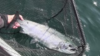 Fishing for Coho Salmon in Puget Sound [upl. by Ordnasil]