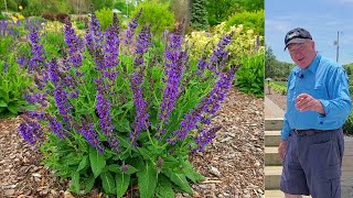 EASY Tips To Get The BEST From Perennial Meadow Sages  Salvia May Night amp Blue Hill [upl. by Benzel]