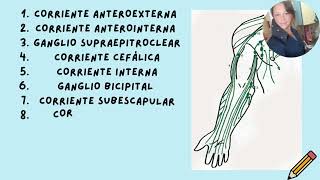 Gralidades anatómicas del sistema linfático [upl. by Nihhi572]