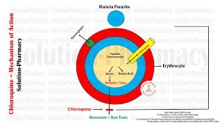 Antimalarial Drugs  Chloroquine Mechanism of Action With Animation  Chloroquine MOA in Malaria [upl. by Magnusson869]