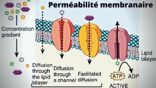 la perméabilité de la membrane plasmique biologie cellulaire 🔥شرح بالدارجة🔥 [upl. by Ynove242]