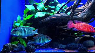 Feeding pellets to my predatory fish tank [upl. by Ermey]