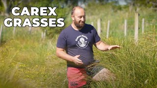 Carex Grasses  Quick Chats with Adam  Restore Native [upl. by Notsnorb16]