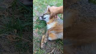 Raikou the gray fox discovers ear scratches [upl. by Velma]