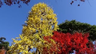 Autumn leaves at Hasedera Temple Kamakura [upl. by Ailaza]