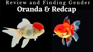 Simply Amazing Aquarium Fish  Oranda amp Redcap Goldfish [upl. by Airt]