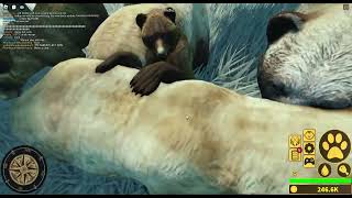 SHOWCASE OF THE NEW BABY BEAR ROBLOX YELLOWSTONE UNLEASHED [upl. by Aro918]