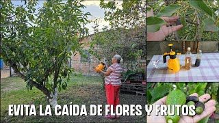 Como se HACE LA MELAZA para evitar la caída de flores y frutos combinado con Lejía de ceniza [upl. by Rachelle773]