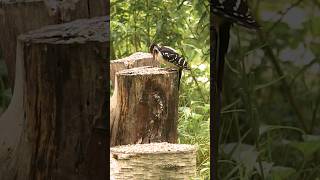 BlackCapped Chickadee Bird Red Squirrel and Woodpecker share snacks [upl. by Altis]