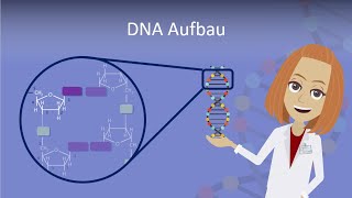 DNA Aufbau leicht erklärt [upl. by Onitrof]