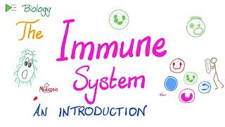 Introduction to the Immune System  Types of Immunity  Immunology Playlist [upl. by Iahc]