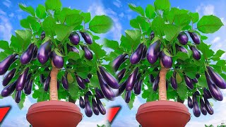 Grow Eggplant With Banana eggplant with new techniques​ [upl. by Heall]