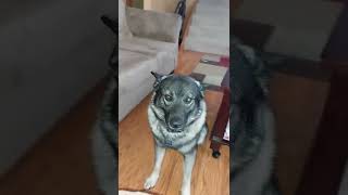 our Norwegian Elkhound [upl. by Marlene]