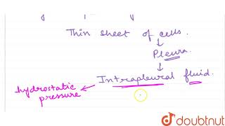 Between breaths the intrapleural pressure is approximately  mmHg less than atmospheric p [upl. by Lledyr577]