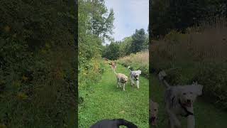 DOGS amp ZOOMIES 🐾🥾 Josie Ollie Tater Nala amp Cali [upl. by Rann32]