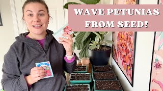 STARTING WAVE PETUNIAS FROM SEED  JANUARY SEED SOWING [upl. by Felizio767]