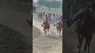 Beautiful Single Footing Horses Competition [upl. by Inaleon]