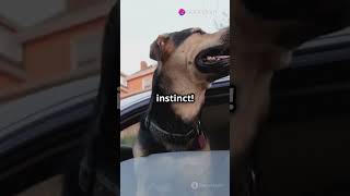 Why do dogs love car rides doglover pets shorts [upl. by Imat]