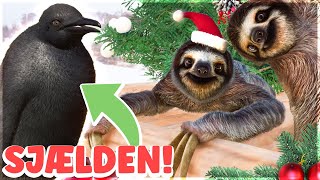 AVLER EN SJÆLDEN PINGVIN OG FÅR DOVENDYR  Planet Zoo  Hyggefis Julezoo 6 [upl. by Apollus121]