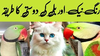 Parrots and Cats friendship پیرٹ اور بلی کی دوستی parrotspeak cat [upl. by Kcirdderf]