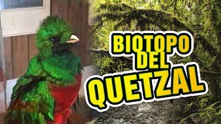 ðŸŒ³ BIOTOPO DEL QUETZAL Purulha Baja Verapaz Guatemala â”‚Ave Nacional El Quetzal [upl. by Nileuqay845]