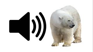 Polar Bear  Sound Effect  ProSounds [upl. by Freeland]