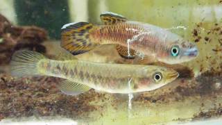 Epiplatys roloffi RL 99 [upl. by Enelhtak]