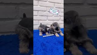 cachorros schnauzer miniatura [upl. by Alexa196]