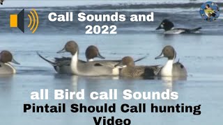 Pintail Should Call hunting Video [upl. by Domenic]