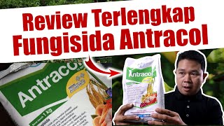 Jangan Salah Beli Ini Kelebihan dan Kekurangan Fungisida Antracol  Propineb  Kontak  Pestisida [upl. by Angeli244]