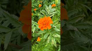 Beautiful Tagetes Erecta🌹😍  tagetes flowers india [upl. by Ninehc]