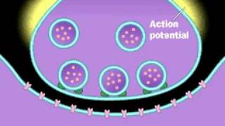 Synapse  Neurotransmitter  Presynaptic neuron  Postsynaptic Neuron  Action Potential [upl. by Yajnas720]