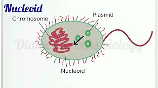 nucleoid  nucleoid animation  nucleoid in bacteria [upl. by Supple486]